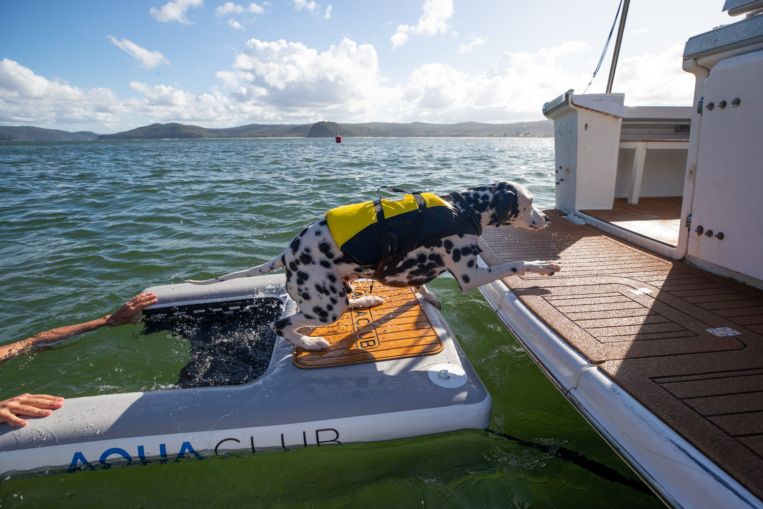 Doggy Dock